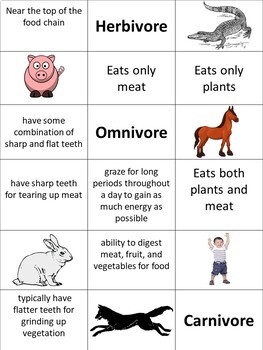 Carnivores Herbivores And Omnivores Cut Sort And Paste Worksheet Activity