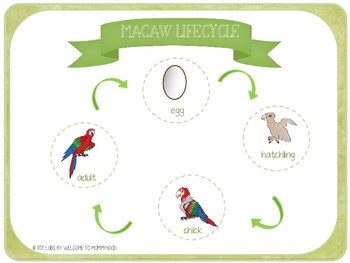 Montessori Inspired Macaw Life Cycle Printables And Activities MINI