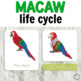 Montessori Macaw Life Cycle Activities By Welcome To Montessori TPT