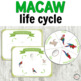 Montessori Macaw Life Cycle Activities TpT