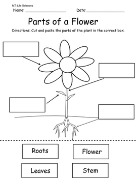 Parts Of A Flower Diagram Worksheets