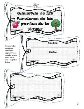 Plantas Ciclo De Vida Del Frijol Paquete De Actividades By Bilingual Caravi