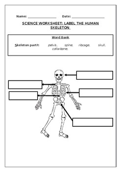 Science Worksheets Label The Human Skeleton By Charles Harrison
