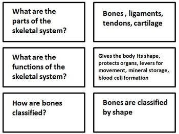 Print Ch Skeletal System And Articulations Flashcards