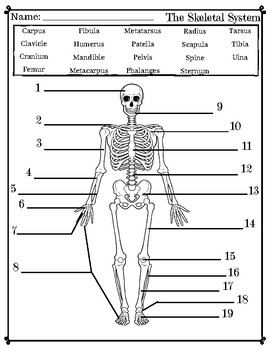 Skeletal System Worksheet Pdf Physicsedu