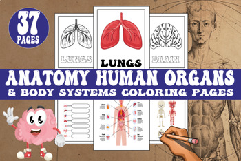 Preview of Human anatomy body coloring pages