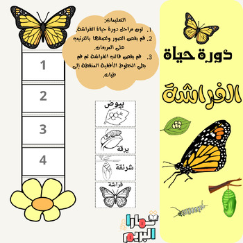 Preview of دورة حياة الفراشة باللغة العربية Butterfly life cycle in Arabic for kids