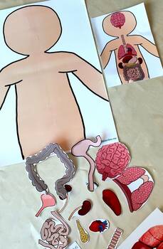 Preview of نشاط أعضاء الجسم الداخلية   human organs anatomy worksheets,  size A3