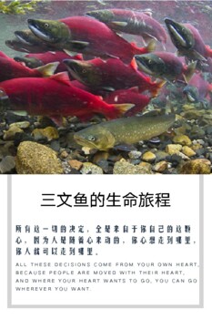 Preview of 【中文阅读材料】俞敏洪演讲部分节选——三文鱼的生命旅程 （高级）