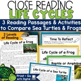 Life Cycle of a Sea Turtle Frog Life Cycles Compare and Co