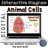 Animal Cell Function Digital Interactive Diagram