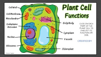 Plant Cell Function Digital Interactive Diagram by Smarter ...