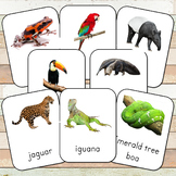 Montessori Rainforest Toob 3 Part Cards (editable)
