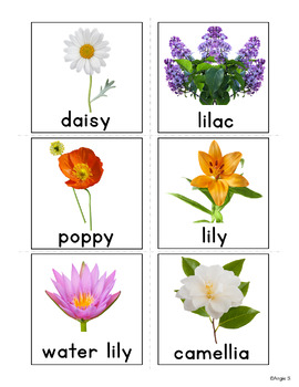 Flowers Vocabulary Flashcards for Speech Therapy and ESL by Angie S