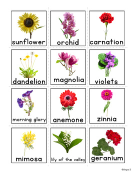 Flowers Vocabulary Cards for Special Education by Angie S | TpT