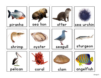 ocean animals matching activity by angie s teachers pay teachers