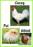 Pasari domestice - Farm Birds (Romanian)