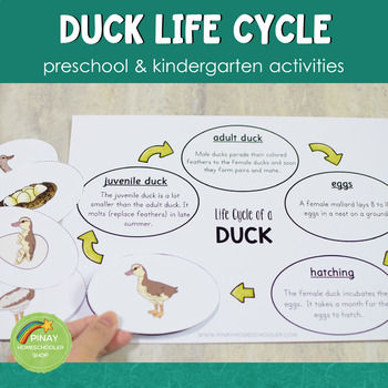 Duck Life Cycle Activity Set by Pinay Homeschooler Shop | TpT