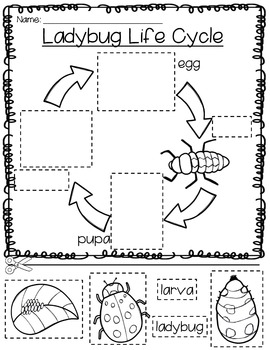 Ladybug Life Cycle: Reader, Worksheets, and Flash Cards Distance Learning