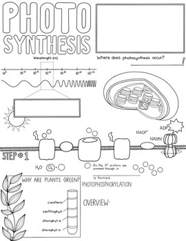 *AP Biology* Photosynthesis Sketch Notes by Creativity Meets Cognition