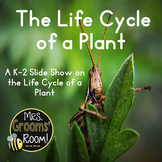 The Life Cycle of a Plant Slide Show