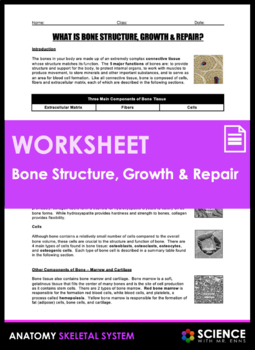Preview of  Bone Tissue Structure Growth & Repair Anatomy Worksheet