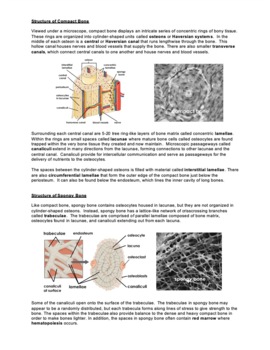 a case study on bone tissue structure and repair