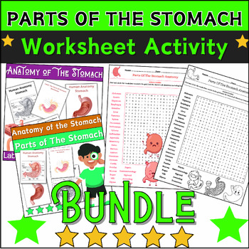 Preview of ✅Bundle✅ PARTS OF THE STOMACH Activities: Labeling & Coloring,Word Search ✅