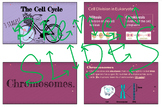 **Cell Cycle Slides & Notes BUNDLE!!**