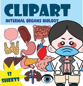 Preview of ( Clipart ) Basic vocabulary  internal organs for children