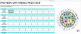 *Digital* Protein Synthesis Practice - Self Graded! 