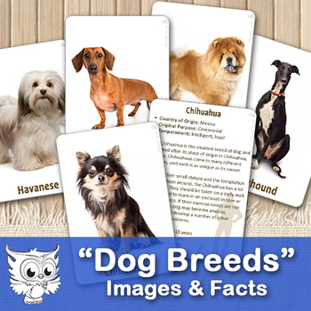 Preview of Dog Breeds. Cards and Facts