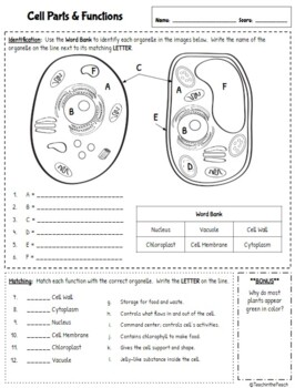 **EDITABLE** 5th Grade Life Science Worksheets by Teach in ...