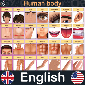 Preview of ENGLISH Human Body Vocabulary Large Posters (118.9x84.1cm) - 49 Organs.