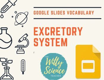 Preview of  Excretory System Vocabulary Slides