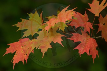 Fall Leaves Sugar Maple Tree 3 Photograph Fall Leaves Stock Photo