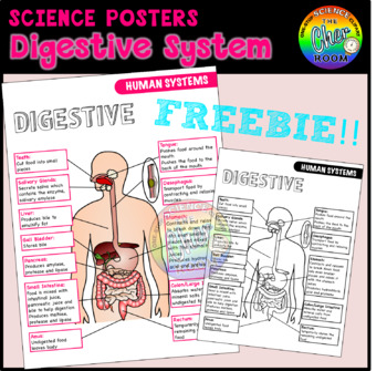 Preview of [FREEBIE] Science Posters: Digestive System