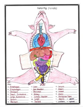 Fetal Pig Anatomy and Simulated Dissection Worksheet (female) by