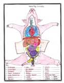 Fetal Pig Anatomy and Simulated Dissection Worksheet (female)