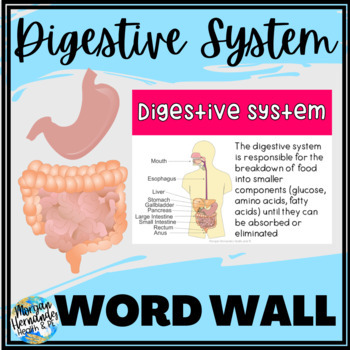 Preview of  Health and Anatomy Word Wall | Digestive System  