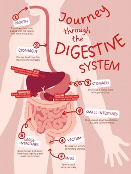 Preview of 'Journey Through the Digestive System' Poster - Perfect for Teaching Anatomy