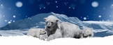 'Magic TreeHouse'-'Polar Bears Past Bedtime' Digital Asses