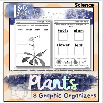 Preview of Plants: First Grade Science