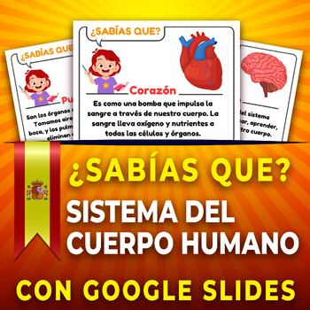 Preview of ¿SABÍAS QUE?datos sobre los órganos internos del cuerpo humano Con Google Slides