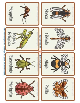 (SPANISH) Insects and Arachnid Flashcards by Point Simple Languages