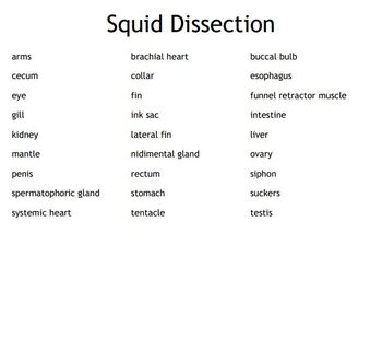 Squid Game Bingo Card