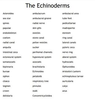 "The Echinoderms" Vocabulary Bingo for a Zoology Course | TpT