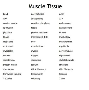 "The Muscle Tissues" Bingo set for an Anatomy Course | TpT