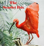 “The Scarlet Ibis” (James Hurst) Guided Notes