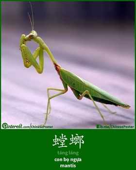 Preview of 螳螂 - Táng láng - Mantis